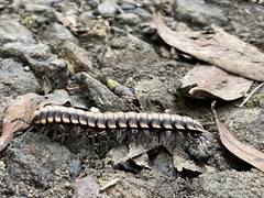 Nyssodesmus python