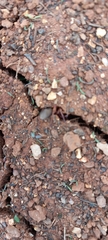 Gnaphosidae