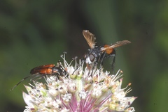 Cylindromyia brassicaria