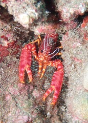 Enoplometopus occidentalis