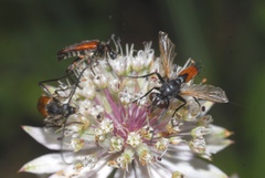 Cylindromyia brassicaria