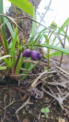 Dianella intermedia
