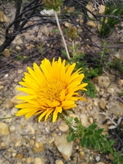 Berkheya barbata