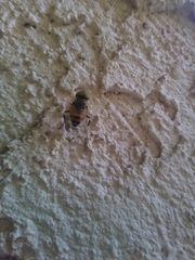 Eristalinus taeniops