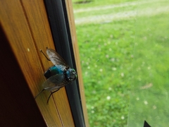 Sarconesiopsis magellanica