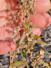 Chenopodium album