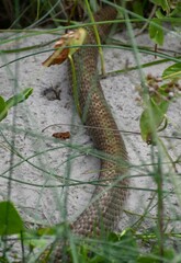 Masticophis flagellum testaceus