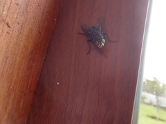 Sarconesiopsis magellanica