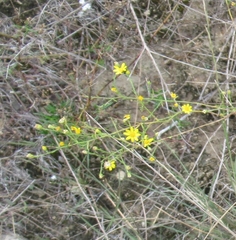 Gutierrezia texana