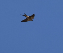 Cecropis cucullata
