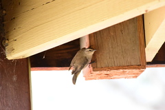 Climacteris picumnus