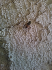 Eristalinus taeniops