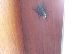 Sarconesiopsis magellanica