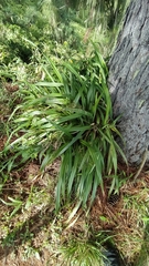 Dianella intermedia