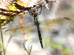 Trithemis stictica