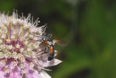 Cylindromyia brassicaria