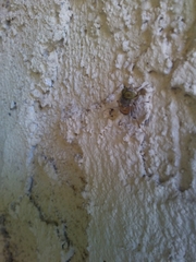 Eristalinus taeniops
