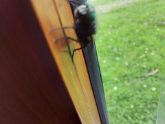 Sarconesiopsis magellanica