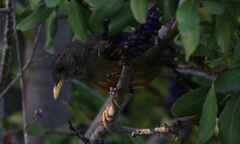 Turdus olivaceus