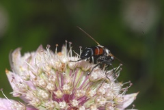 Cylindromyia brassicaria