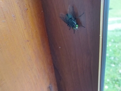 Sarconesiopsis magellanica