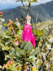 Bejaria