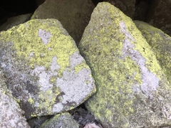 Chrysothrix chlorina