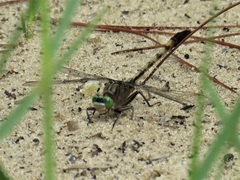 Arigomphus pallidus
