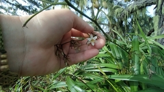 Dianella intermedia