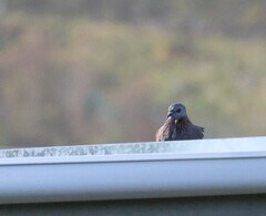 Columba guinea