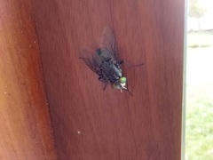 Sarconesiopsis magellanica