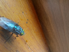 Sarconesiopsis magellanica