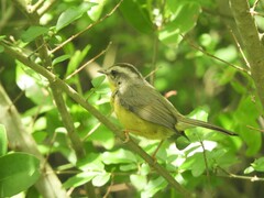 Basileuterus culicivorus