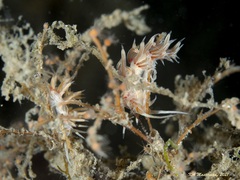 Cratena lineata