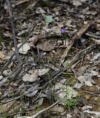 Thelymitra pauciflora