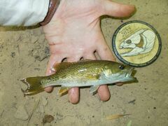 Micropterus warriorensis