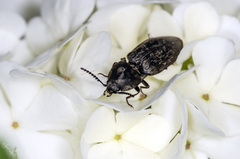 Prosternon tessellatum