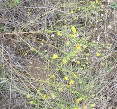 Gutierrezia texana