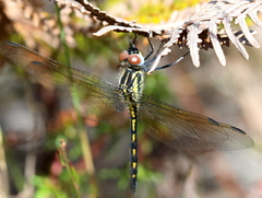 Trithemis stictica