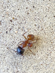 Camponotus sansabeanus