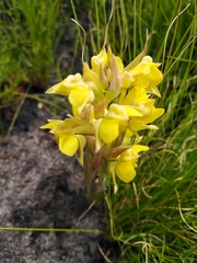 Pterygodium acutifolium