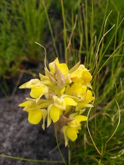 Pterygodium acutifolium