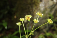 Juncus scirpoides