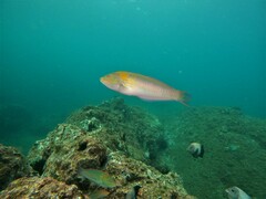 Halichoeres dispilus