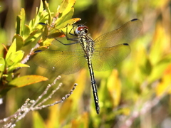 Trithemis stictica