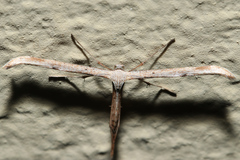 Emmelina