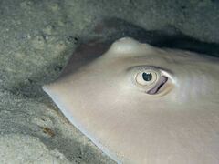 Trygonoptera testacea