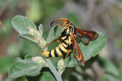 Synanthedon arizonensis