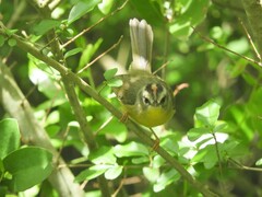 Basileuterus culicivorus