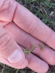 Jamesbrittenia aurantiaca